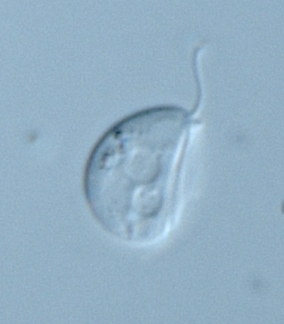 图:Naoji Yubuki · CC BY 3.0 · Wikimedia Commons 原生生物
