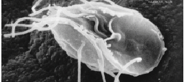 源真核生物