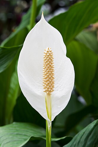 白鹤芋属