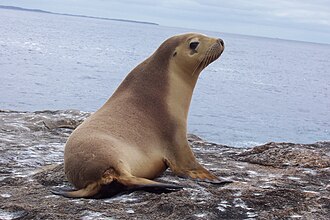 海狮科