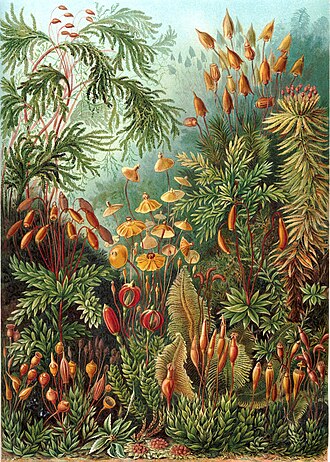 苔藓植物门