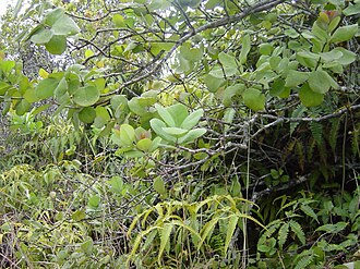 檀香属