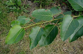 杨属